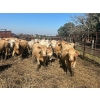 Image 2 : Turtleview Livestock - 870# September Delivery Grass Heifers - 70 Head (Goodlands, MB) VBP+