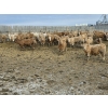 Image 5 : Bauer Ranching - 910# February Delivery Steers - 205 Head (Hilda, AB)