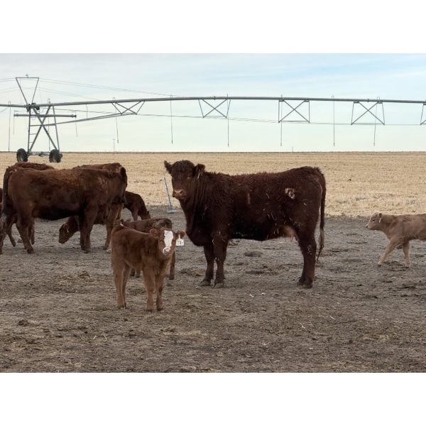 South Ridge Simmentals - 20 Red/Red X 1st Calf Pairs (Picture Butte, AB)