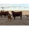 Image 2 : South Ridge Simmentals - 20 Red/Red X 1st Calf Pairs (Picture Butte, AB)