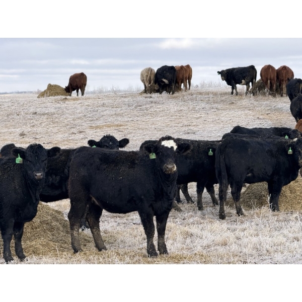 Fox Cattle Co. - 50 Black/BBF Simm X March Calving Bred Heifers (Foam Lake, SK)