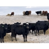 Image 1 : Fox Cattle Co. - 50 Black/BBF Simm X March Calving Bred Heifers (Foam Lake, SK)
