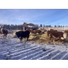 Image 10 : Merrick & Donald Campbell - 26 RWF/BWF April/May Calving Bred Heifers (Calahoo, AB)