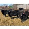 Image 2 : Misty Meadows Ranch - 34 Black Angus X Replacement Heifers (Austin, MB)