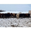 Image 8 : Hines Ranching - 900# Dec/Jan Delivery Yearling Steers - 70 Head (Marwayne, AB)