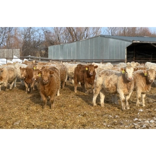 Winn Man Farms - 720# March Delivery Heifers - 254 Head (Winnipegosis, MB)