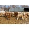 Image 1 : Winn Man Farms - 720# March Delivery Heifers - 254 Head (Winnipegosis, MB)