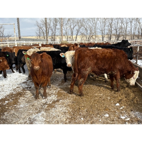 Quarter Circle X Ranch - 712# March Delivery Heifers - 82 Head (Madden, AB) VBP+