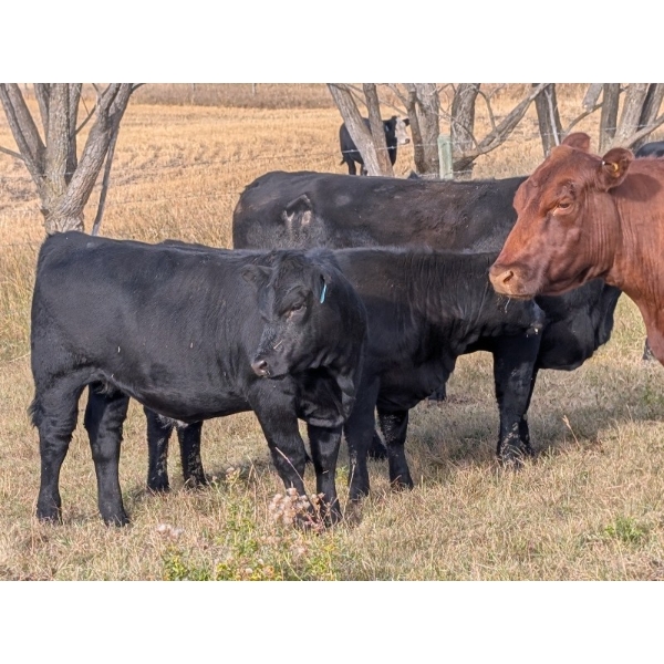 6R Farms - 600# October Delivery Heifer Calves - 85 Head (Stettler, AB)