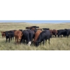 Image 10 : McDougald Ranch Ltd. - 790# September Delivery Grass Heifers - 100 Head (Maple Creek, SK)