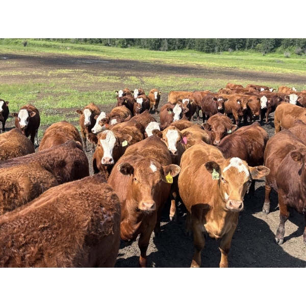 Terry Hines Livestock - 40 RBF May Calving Bred Heifers (Marwayne, AB)