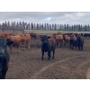 Image 5 : Ardell Forth - 1000# September Delivery Grass Steers - 62 Head (Wetaskiwin, AB)