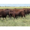 Image 5 : Sheldon Reimer - 940# September Delivery Grass Heifers - 325 Head (Cromer, MB)