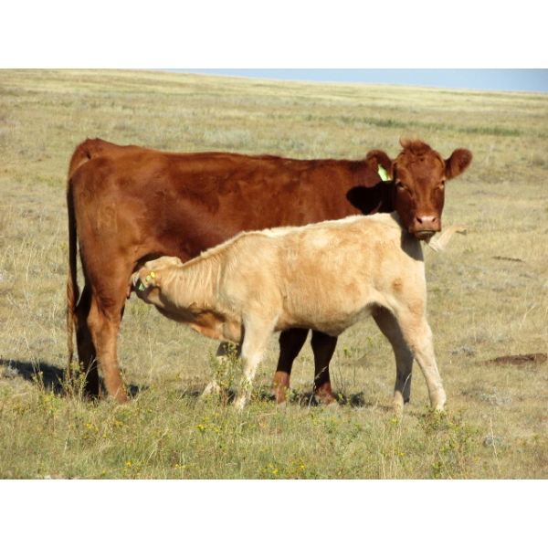 Ernie, Kathy & Kyle Lee - 570# October Delivery Heifer Calves - 80 Head (Hanna, AB)