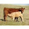 Image 1 : Ernie, Kathy & Kyle Lee - 570# October Delivery Heifer Calves - 80 Head (Hanna, AB)