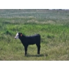Image 3 : Lee Deschamps - 500# October Delivery Heifer Calves - 30 Head (Patricia, AB)