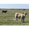 Image 3 : K Griffith Ranching - 615# November Delivery Steer Calves - 95 Head (Delia, AB)