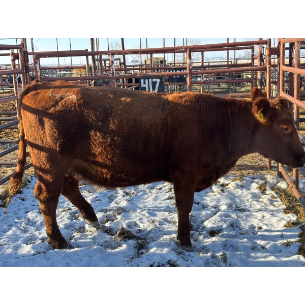 Thurston Bros Ltd. - 1 Second Calver (Pen 417)