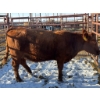 Image 1 : Thurston Bros Ltd. - 1 Second Calver (Pen 417)