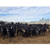 Image 13 : Shay & Sharmon Wilson - 920# March Delivery Steers - 115 Head (Bow Island, AB)