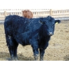 Image 7 : Habraken Farms Ltd. - 975# March Delivery Steers - 63 Head (Scandia, AB)