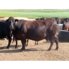 Image 3 : Johnson Livestock - 43 Exotic X Cows (Peebles, SK)