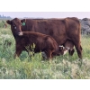 Image 7 : Malarky Farms - 35 Red/Red X Cow/Calf Pairs (Newdale, MB)