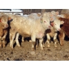 Image 8 : Munro Farms - 980# March Delivery Steers - 140 Head (Kelwood, MB)