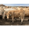 Image 4 : Douglass Agro - 940# June Delivery Heifers - 170 Head (Gem, AB)
