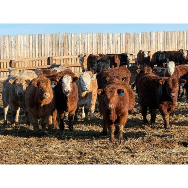 Ugly Head Feeders - 820# March Delivery Steers - 275 Head (Killam, AB)