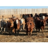 Image 1 : Ugly Head Feeders - 800# March Delivery Steers - 75 Head (Killam, AB)