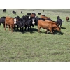 Image 8 : Twin Bridges Ranch - 800# August Delivery Grass Heifers - 160 Head (Maple Creek, SK)