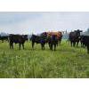 Image 6 : Vandenhoven Farms - 650# November Delivery Steer Calves - 95 Head (Rimbey, AB) VBP+