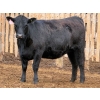 Image 10 : PSV Farms Ltd. - 880# May Delivery Heifers - 32 Head (Enchant, AB)