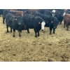 Image 3 : Luke & Jen Smith - 1050# June Delivery Steers - 165 Head (Rhein, SK)