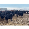 Image 2 : Lyle & Lucas Parker - 770# April Delivery Heifers - 80 Head (Marwayne, AB)