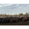 Image 3 : Avos Farms - 930# October Delivery Steers - 124 Head (MacKay, AB)