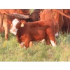Image 13 : Storle Farms Ltd. - 630# October Delivery Steer Calves - 88 Head (Lake Alma, SK)