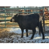 Image 2 : Fox Cattle Co. - 5 Bred Heifers (Pen 505)
