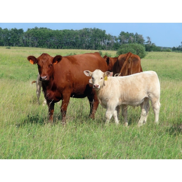 Twin Creek Colony - 620# November Delivery Steer Calves - 95 Head (Lestock, SK)
