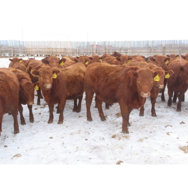 Breault Ranching Ltd. - 900# February Delivery Open Heifers - 114 Head (Ste. Rose, MB) VBP+