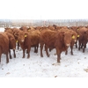 Image 1 : Breault Ranching Ltd. - 900# February Delivery Open Heifers - 114 Head (Ste. Rose, MB) VBP+