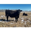 Image 3 : J2 Stock Farms - 980# May Delivery Steers - 60 Head (Darwell, AB)