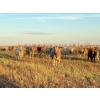 Image 1 : Ross L Seven Ranch Ltd. - 903# October Delivery Grass Heifers - 199 Head (Estevan, SK) VBP+