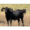 Image 6 : Rafter C Cattle Co. - 910# September Delivery Grass Steers - 58 Head (Lafleche, SK)