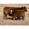 Image 6 : Red Deer River Ranches - 575# November Steer Calves - 85 Head (Sundre, AB)