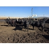 Image 5 : Ripple Rock Ranch - 880# August Delivery Steers - 210 Head (Fincastle, AB)