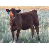 Image 4 : George Ranching - 620# October Delivery Steer Calves - 100 Head (Marwayne, AB)