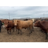 Image 2 : Birch Island Land & Cattle - 1050# June/July Delivery Steers - 114 Head (Rhein, SK)
