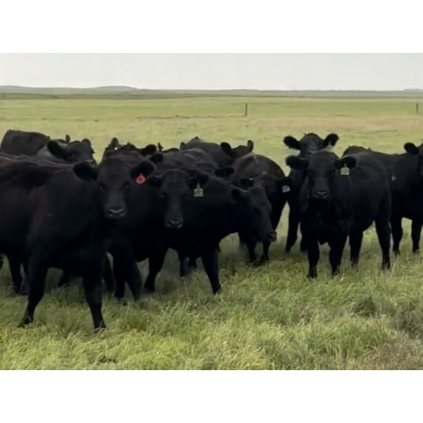 Gerry & Sandy Hansma - 1000# October Delivery Grass Heifers - 80 Head (Granum, AB)